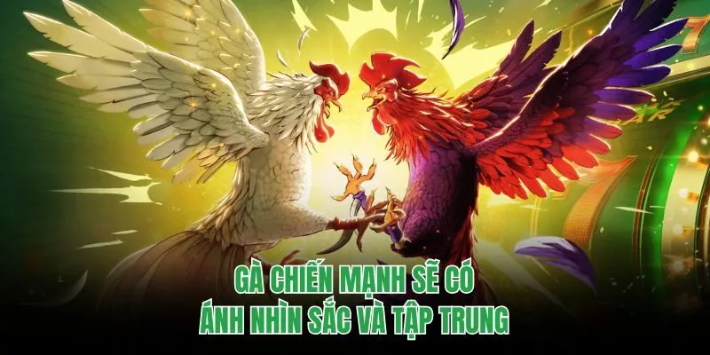 Gà chiến mạnh sẽ có ánh nhìn sắc và tập trung