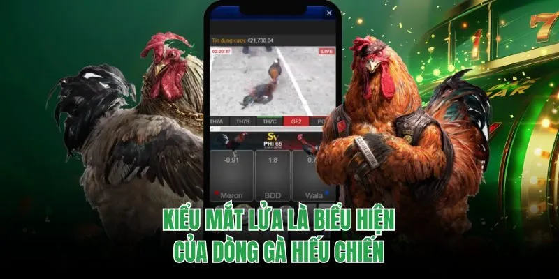 Kiểu mắt lửa là biểu hiện của dòng gà hiếu chiến