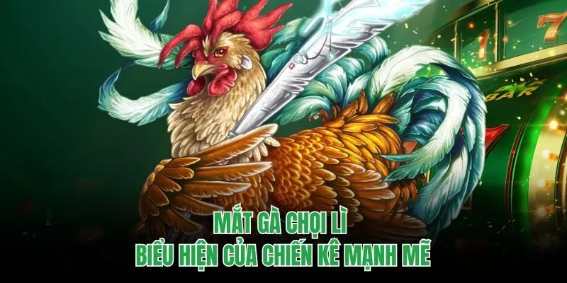 Mắt gà chọi lì - biểu hiện của chiến kê mạnh mẽ