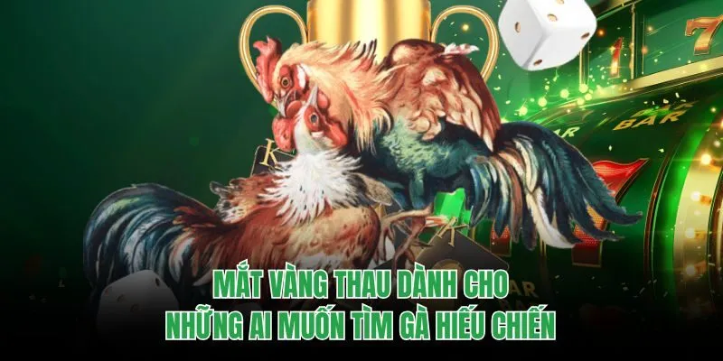 Mắt vàng thau dành cho những ai muốn tìm gà hiếu chiến